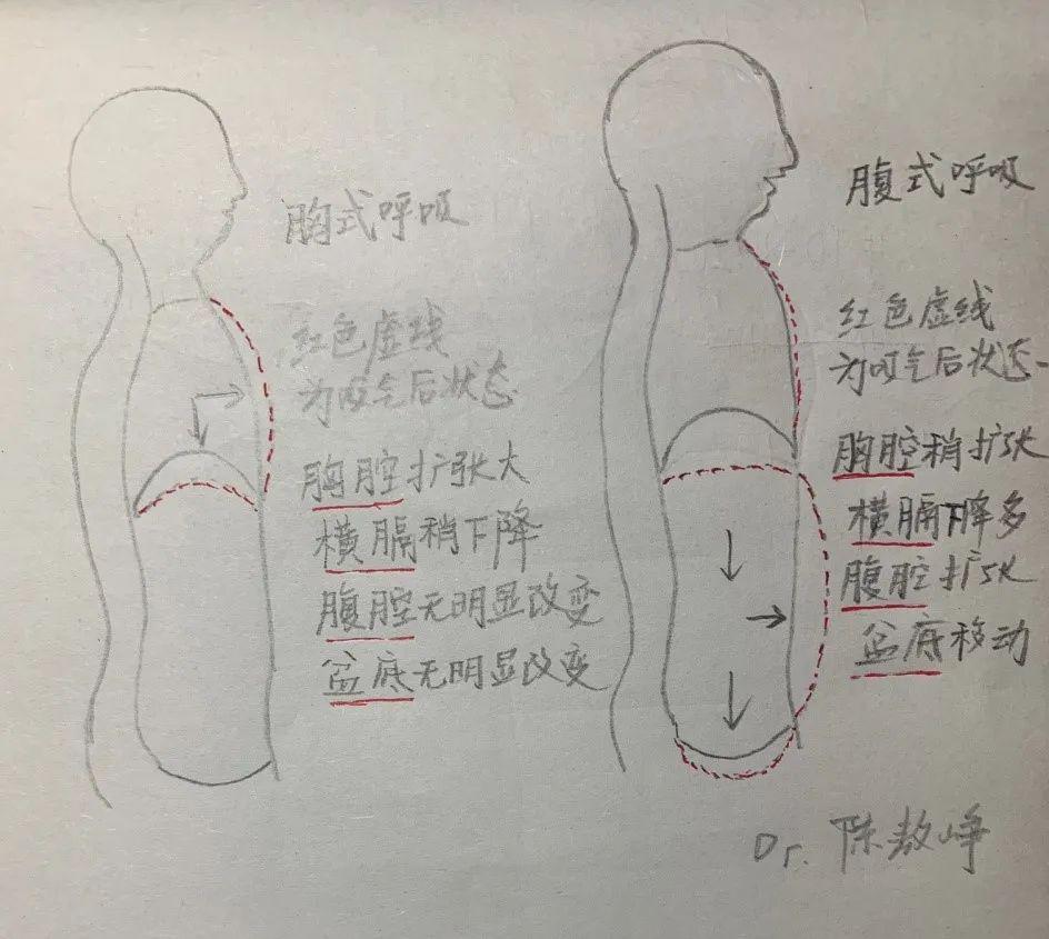 为了帮助大家理解,我将这两种呼吸过程用简单的图画进行了示意95从