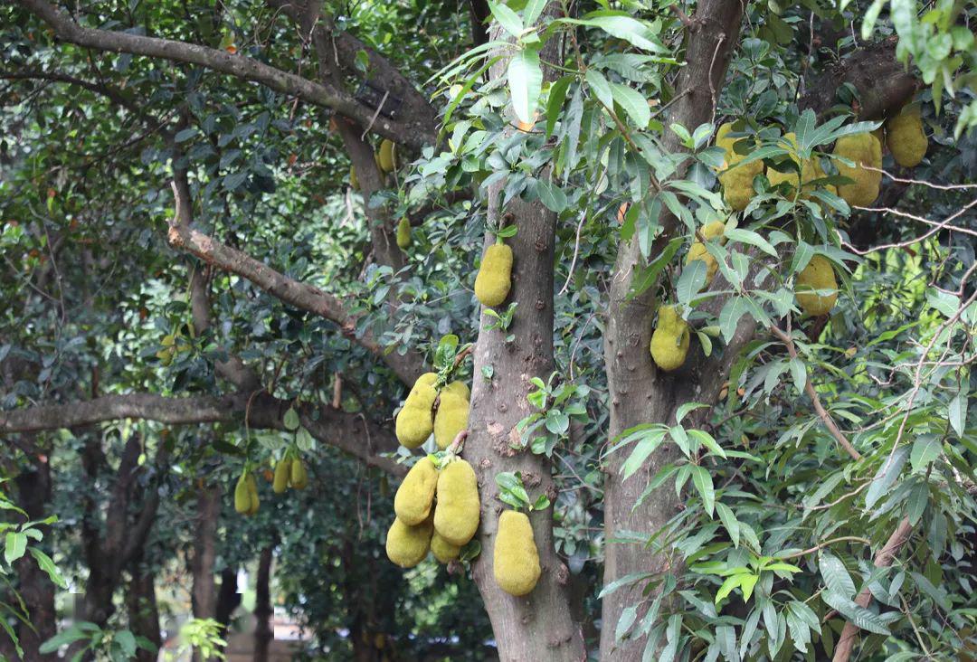 报告元江蜜多萝严重超生