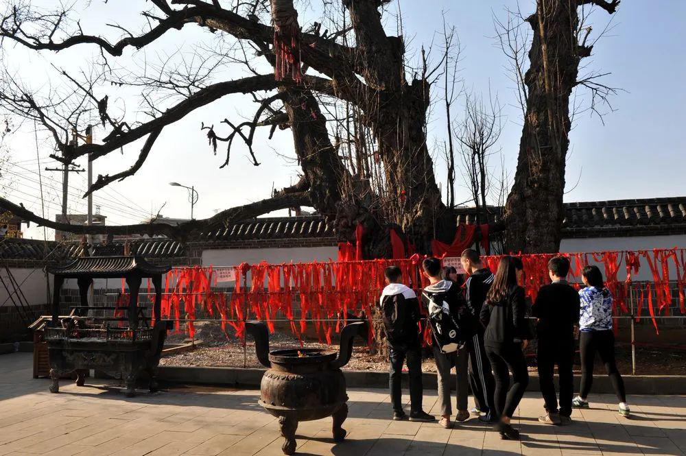 每逢初一,十五,人们都要到白果树脚烧香拜佛,求树神护佑,许愿,还愿,就