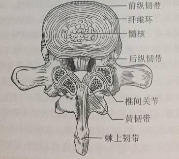 腰椎冠状面解剖图图片
