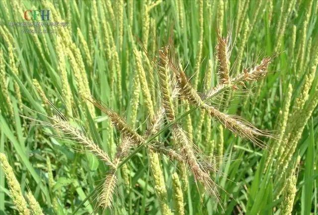 最全的稗草种类图谱