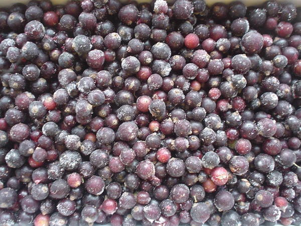 进口报关案例展示 | 冷冻黑加仑进口报关