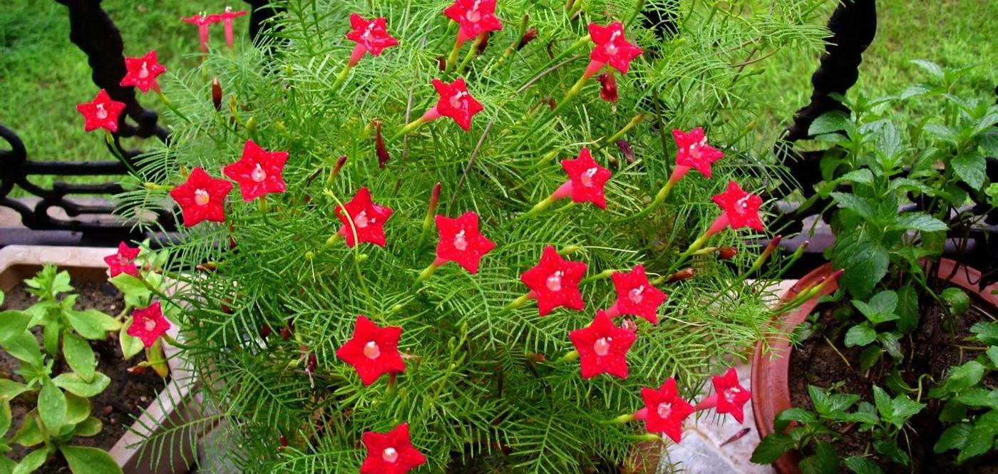 原创茑萝花外形很像五角星茑萝花什么时候播种如何养护