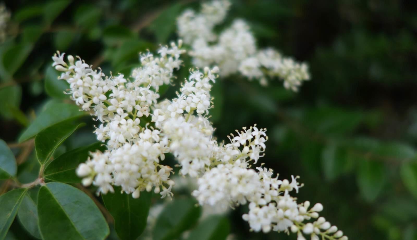 原创米兰花如何养护才能花开不断花香四溢