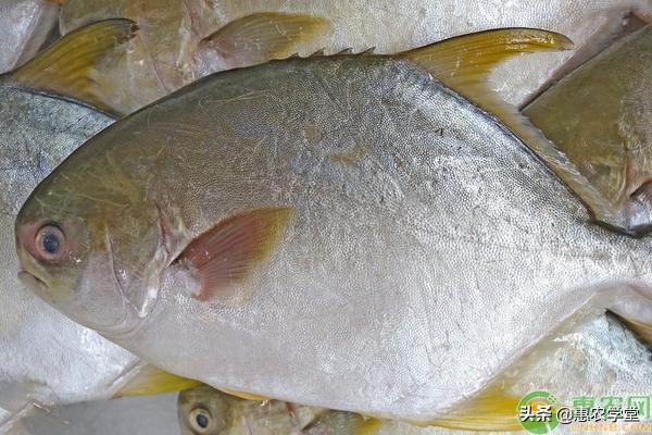 鲳鱼多少钱一斤 2020鲳鱼价格表