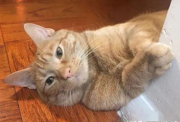 橘猫老爱伸手偷捞冰箱,饲主贴了一张告示牌笑翻无数人