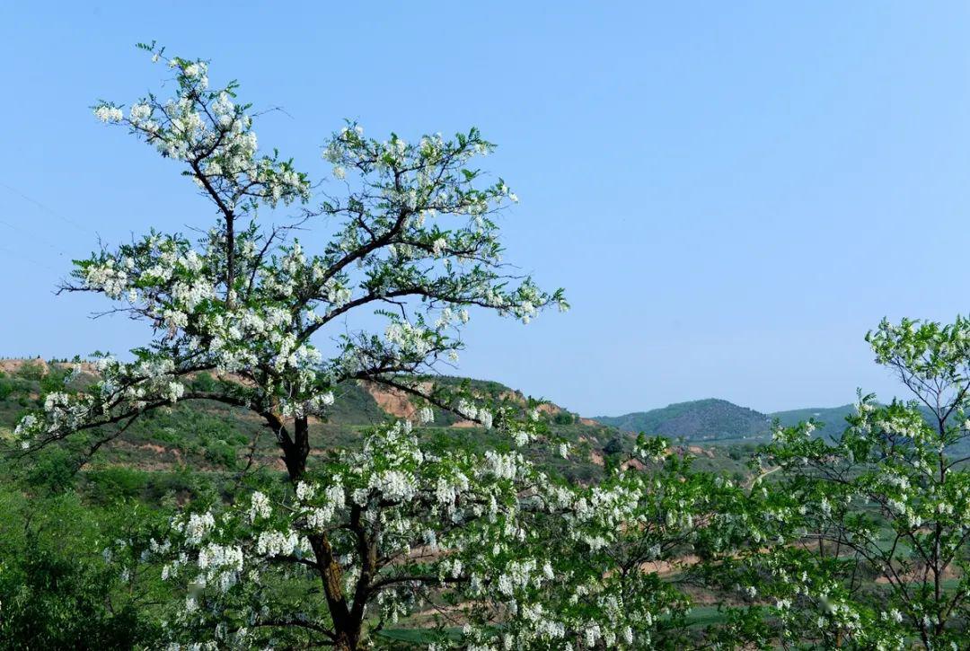 这个五月,畅游咸阳永寿,一品槐花香