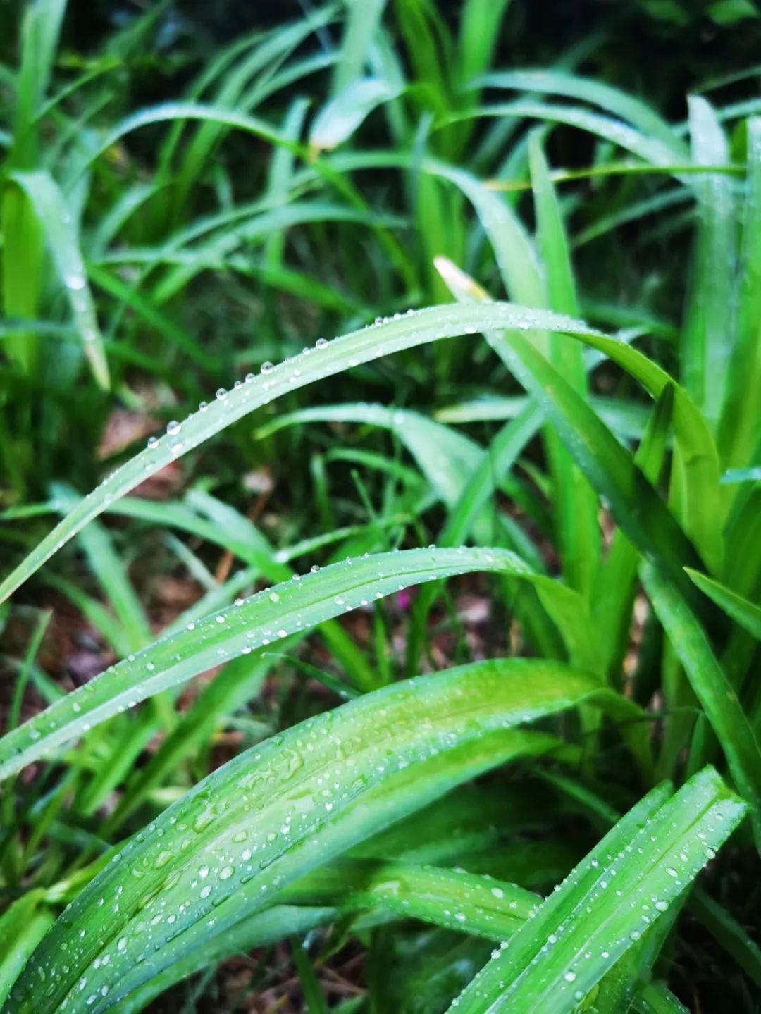 回到小区雨小了一些绿油油的草地颀长的叶片上的雨滴真的很好看