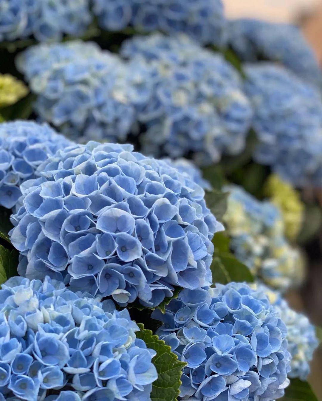 大花绣球 提前开启夏日的秘密