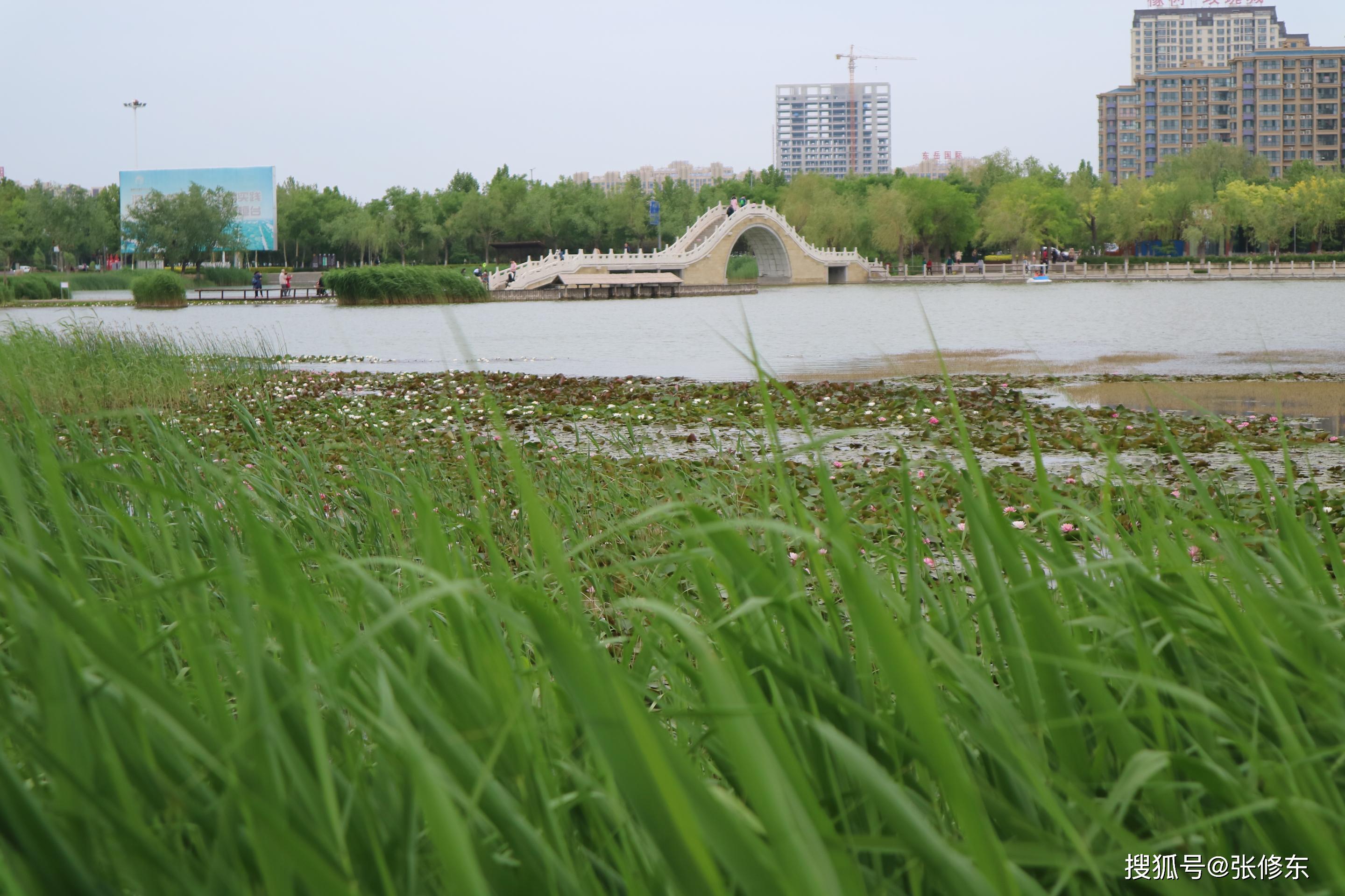 淄博红莲湖风光