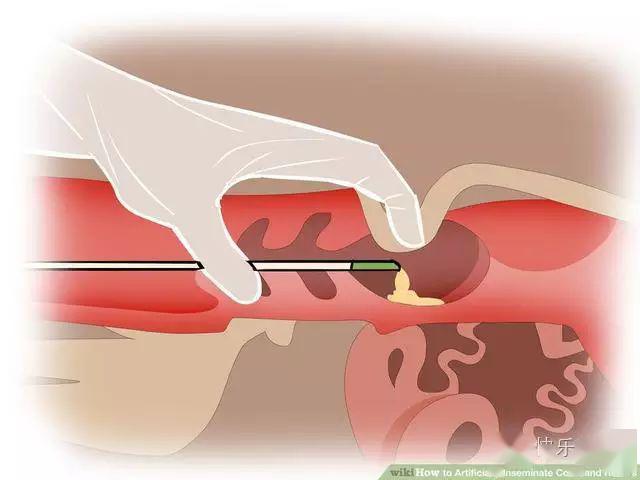 如何给一头母牛做人工授精?这活必须得温柔!