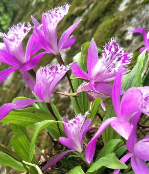 云南梅山药材分享冰球子的种植技巧