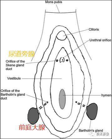 女性前庭大腺囊肿位置图片