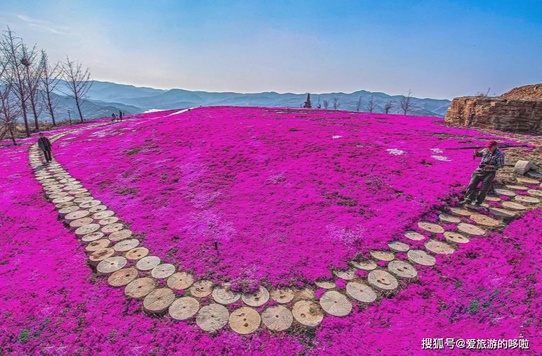 五月初是雙馬山芝櫻的最佳觀賞期,春風拂過,花浪翻滾,花香四溢,真好像