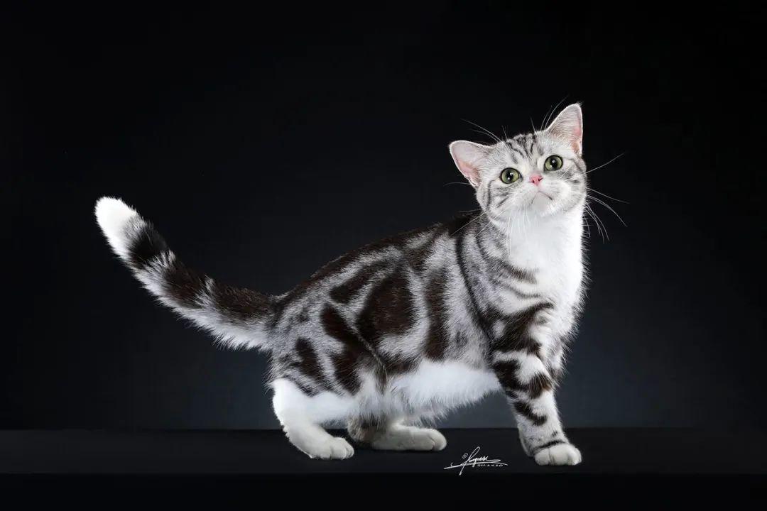 必看ice美国短毛猫品种标准新版