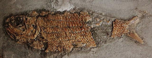 原创古生物学家发现1.9亿年前的化石,记录鱿鱼捕鱼瞬间,鱼头已碎裂