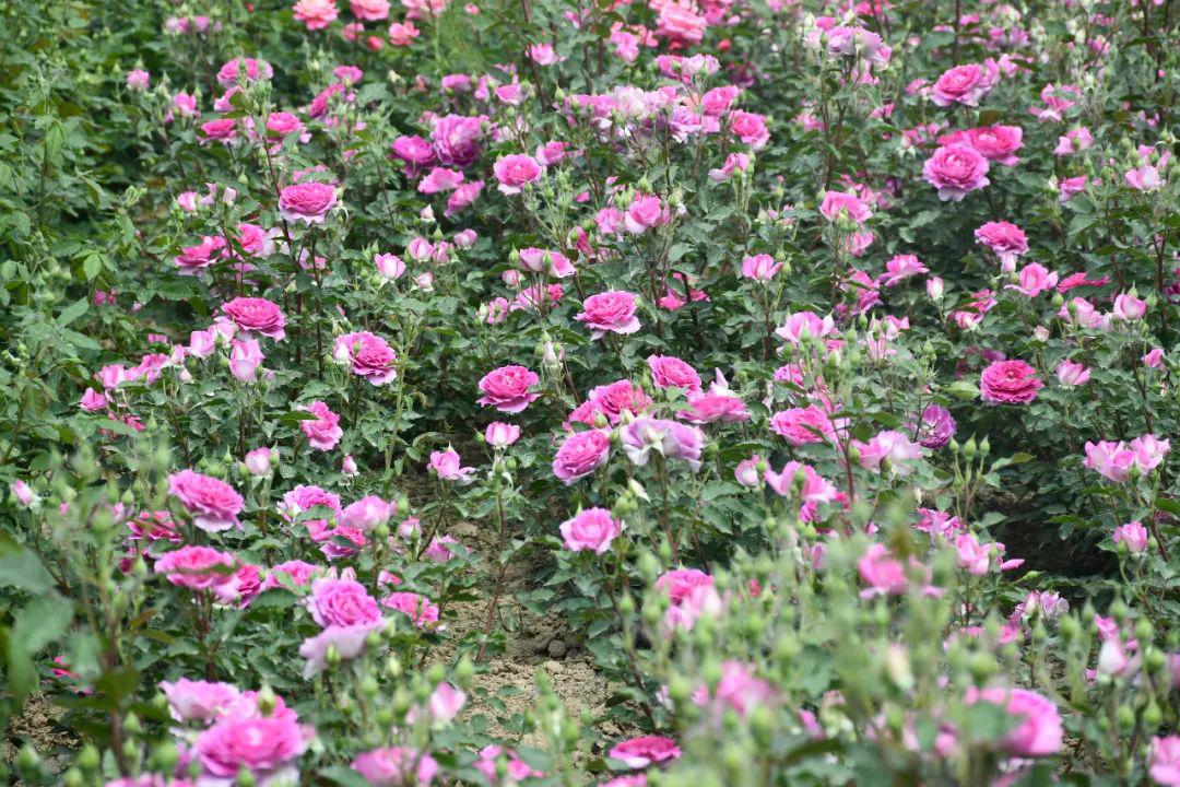 菏泽有处"中国玫瑰第一镇",坐拥万亩花海,又一个拍照圣地!