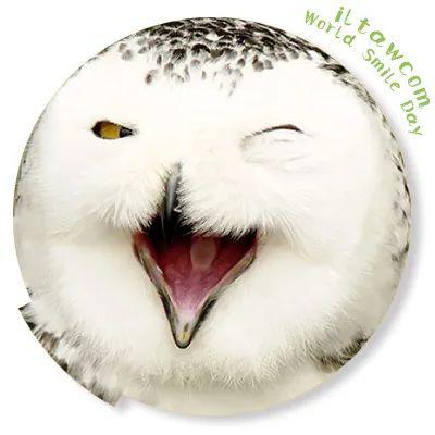 今天是世界微笑日一大波笑眯眯的动物表情包来啦