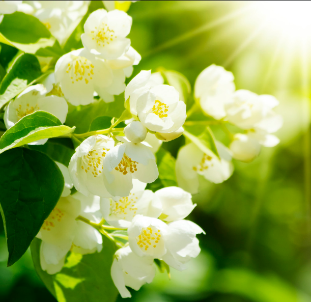 一眼就爱上的qq说说简单干净直抵心灵