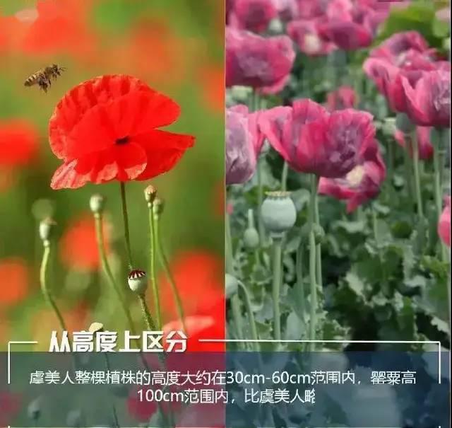 禁毒宣传种毒违法种毒必铲种毒必究严厉打击非法种植罂粟