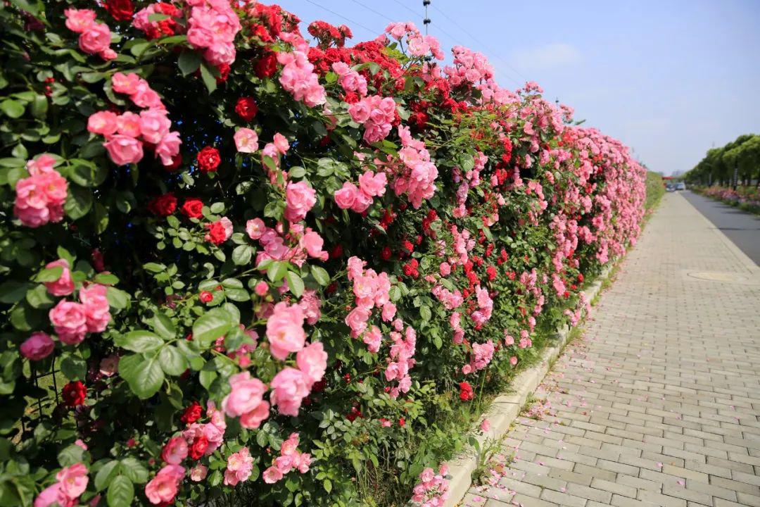 这里的企业是有多幸福竟有奉贤月季大道相伴