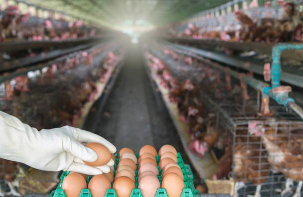 规模蛋鸡场生产管理要点精要