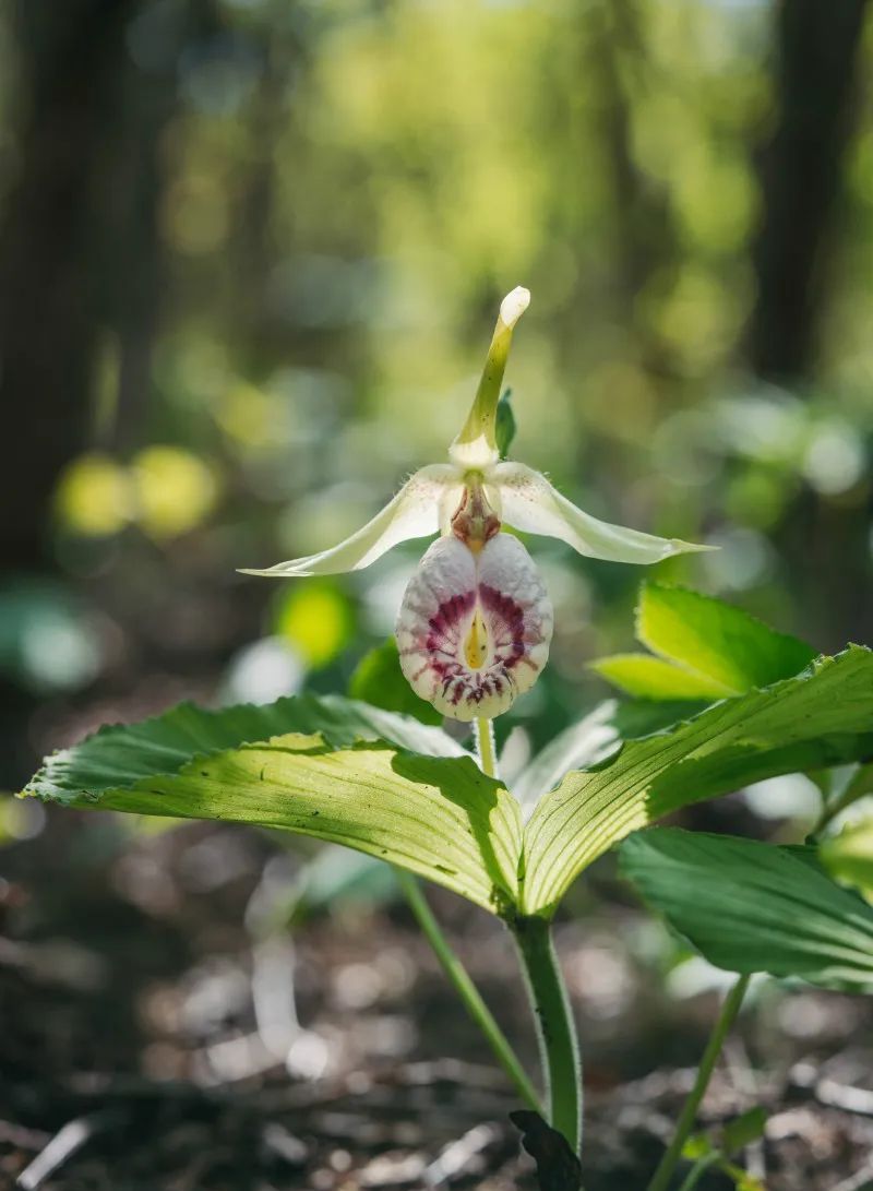 扇脉杓兰寻找了四年终于一见
