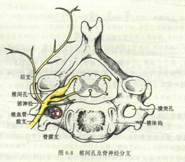 臂丛的组成和位置:c5-8 t1前支 斜角肌间隙.2.