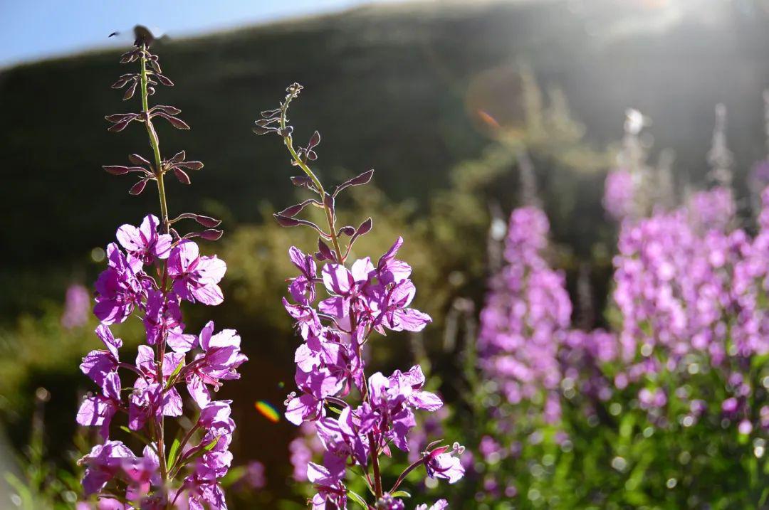 【喜湿植物】-火烧草  柳兰