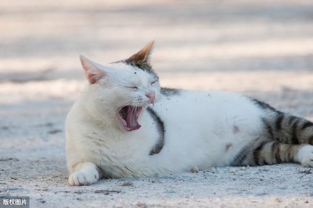 猫咪打哈欠的7个意思你知道几个呢