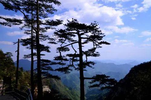 万年长青不老松图片,长寿不老松,千年松树图片_大山谷图库