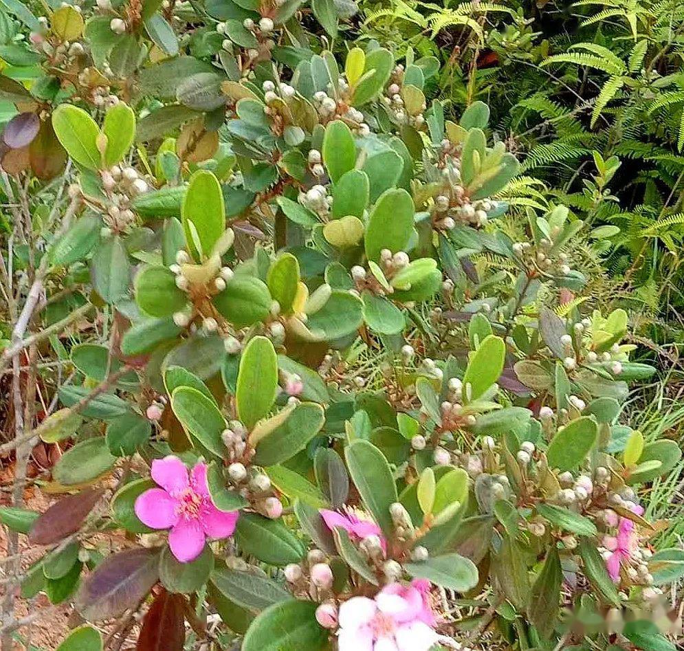 当泥一般为青绿色,成熟后的则为紫红色甚至黑色,熟透的山棯子大概为