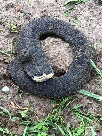 另外,猪鼻蛇不会分泌毒素,因此不会对人类造成伤害,可以当作宠物饲养