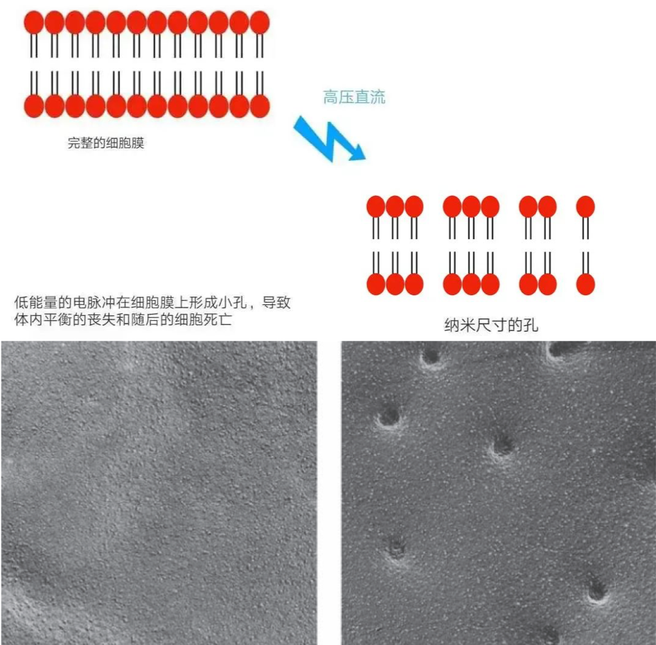 破解癌症的阿喀琉斯之踵-----不可逆电穿孔技术_细胞