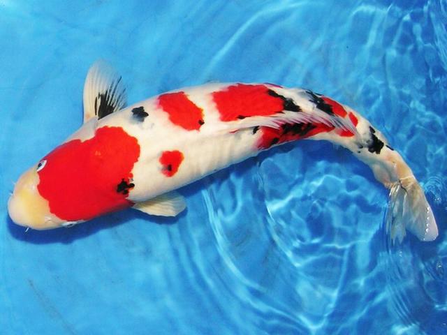 锦鲤本是不断杂交和改良的品种,遗传基因极不稳定,筛苗的淘汰率极高