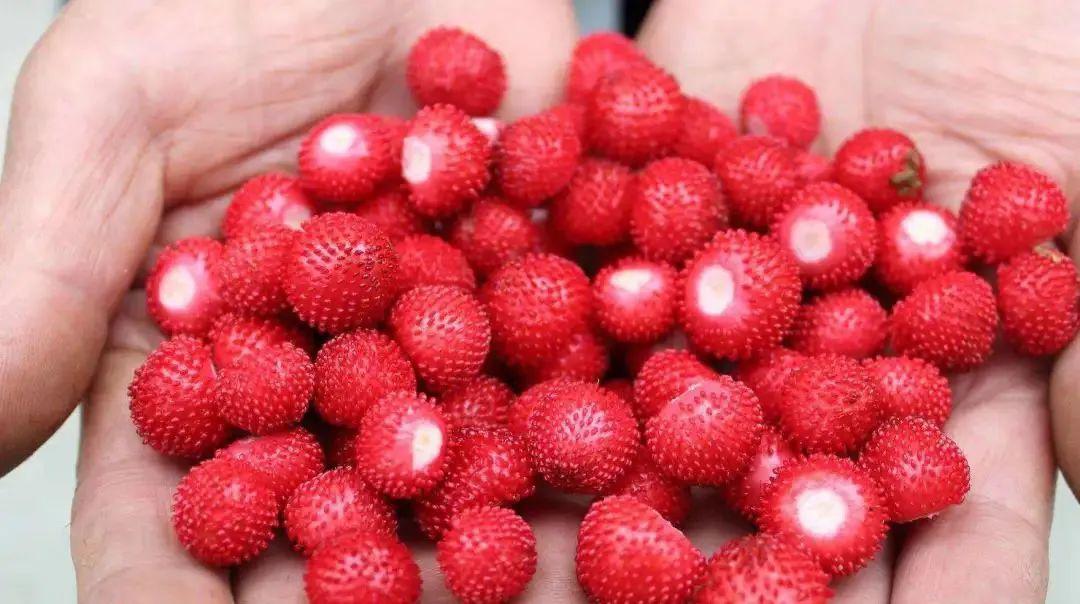 蛇莓覆盆子错野外采摘覆盆子千万要擦亮眼睛