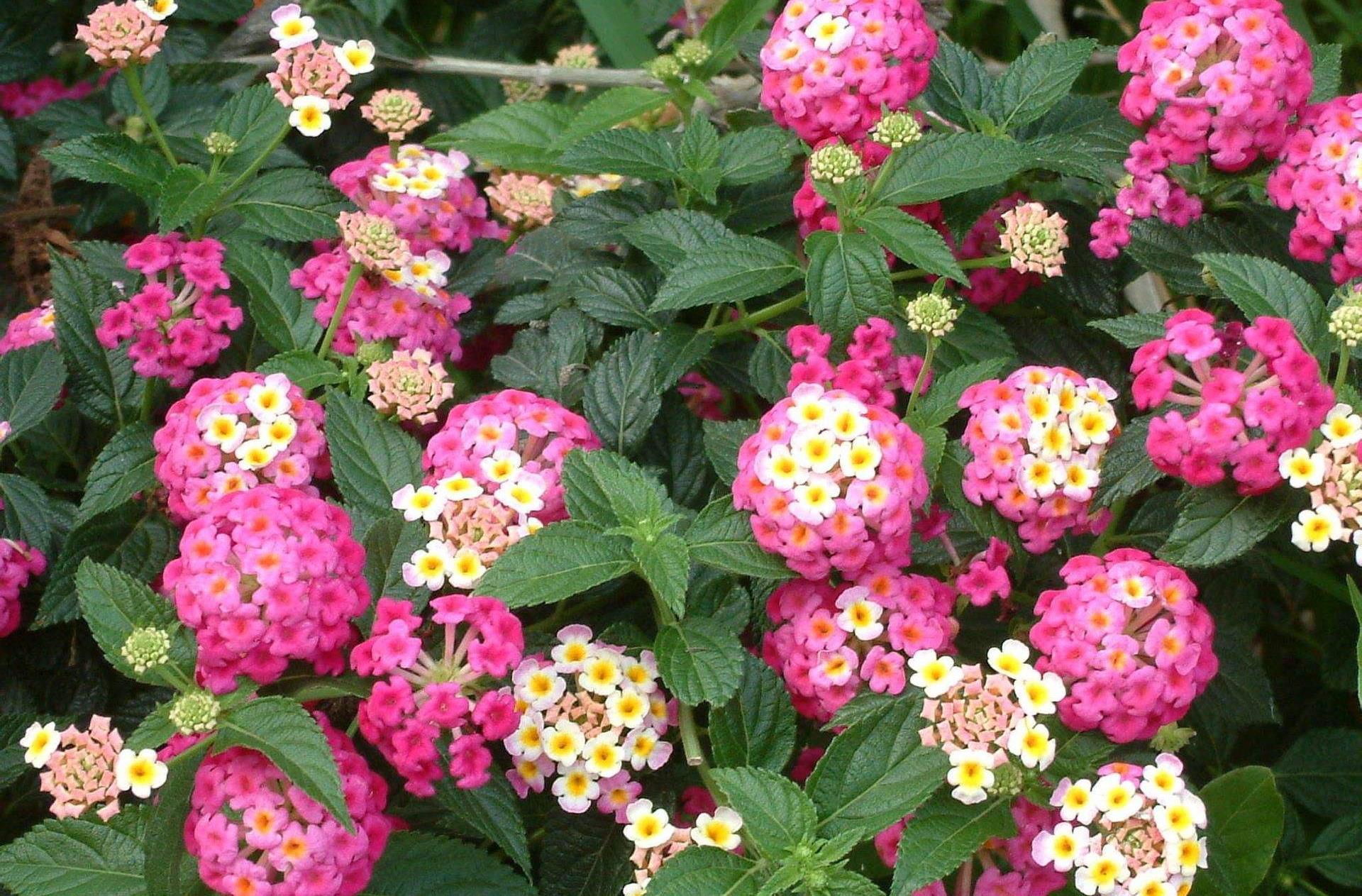 五色梅,一个花序之上随着开花时间的长短有五种颜色的花朵,这个特点让