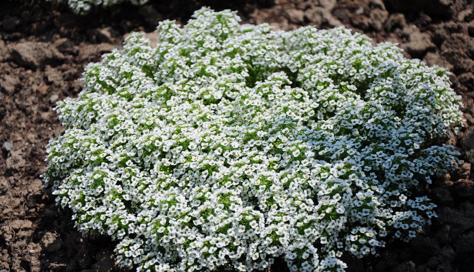 原创香雪球花色艳丽香雪球开花后如何修剪