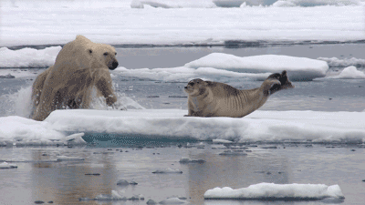 北极熊趴着走gif图片