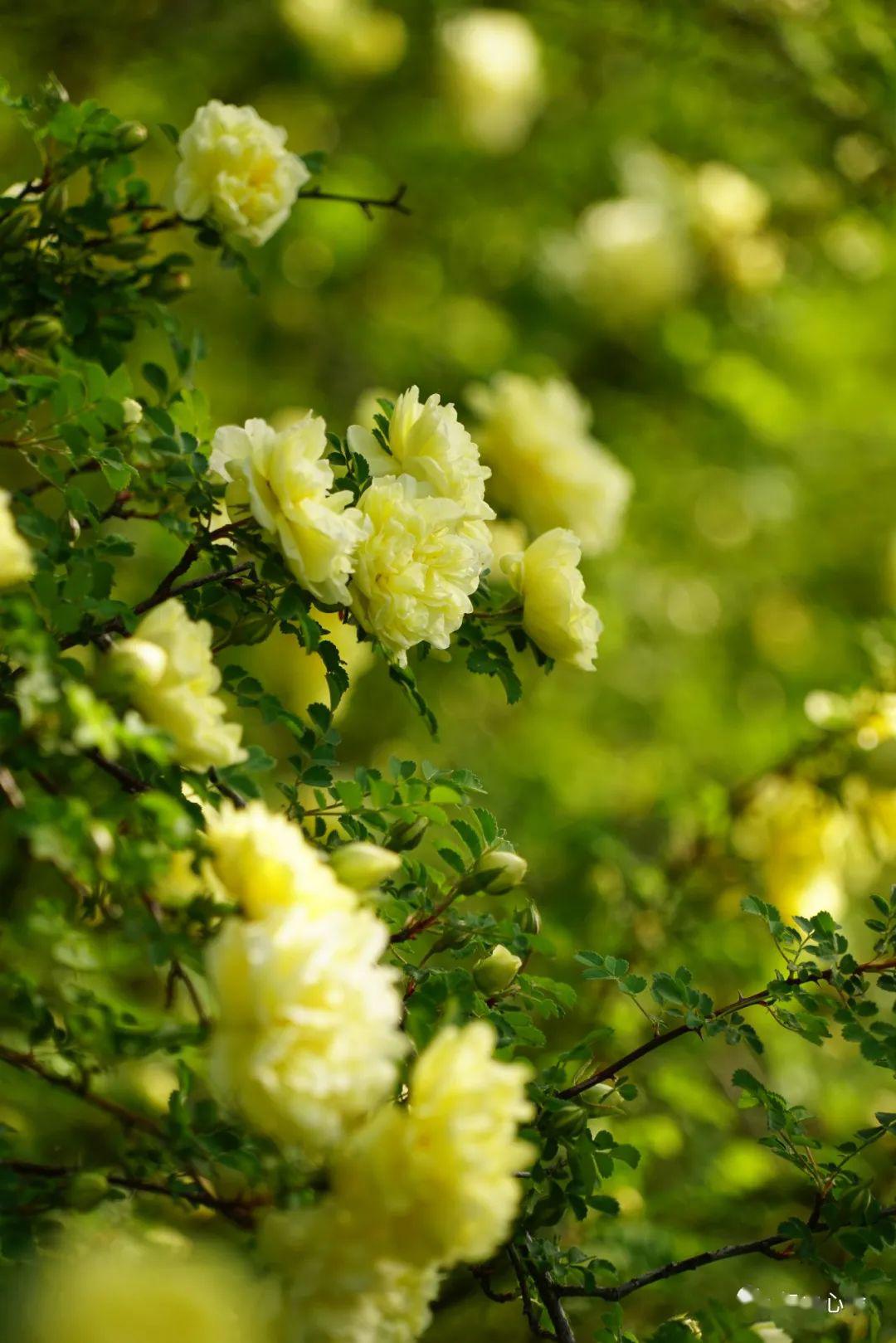 时光的河流是多彩的谷雨花记录之一