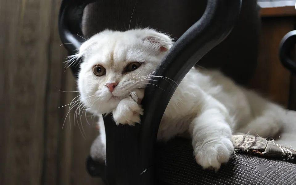 看似高冷的猫其实对你很依赖你知道吗