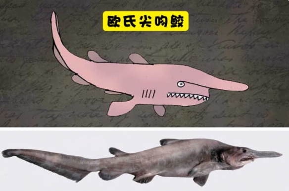与其它鲨鱼种类不同,这种深海鲨鱼拥有粉红色的皮肤.