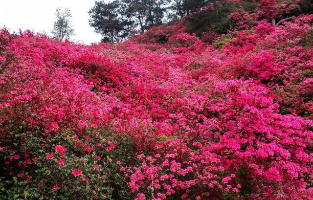 泡神汤赏奇花挑战吉尼斯项目贵州石阡古温泉仙人街精品两日游