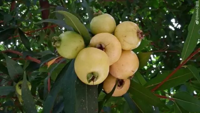 这种水果顺德随处可摘,还有神奇功效…_蒲桃