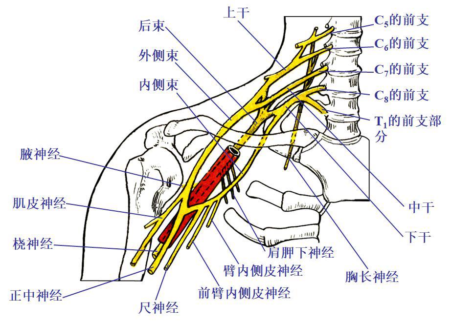 腋神经支配图片