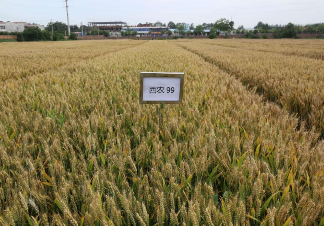 历史首次西农大1年内6个小麦品种通过国家审定