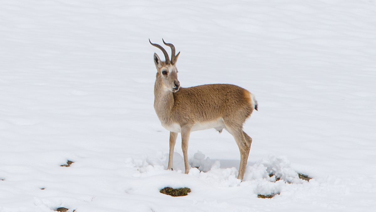 奇闻全力护航高原上的跋涉藏羚羊开启一年一度大规模迁徙