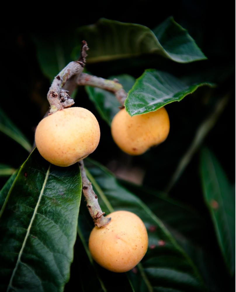 东山白沙枇杷上市甜