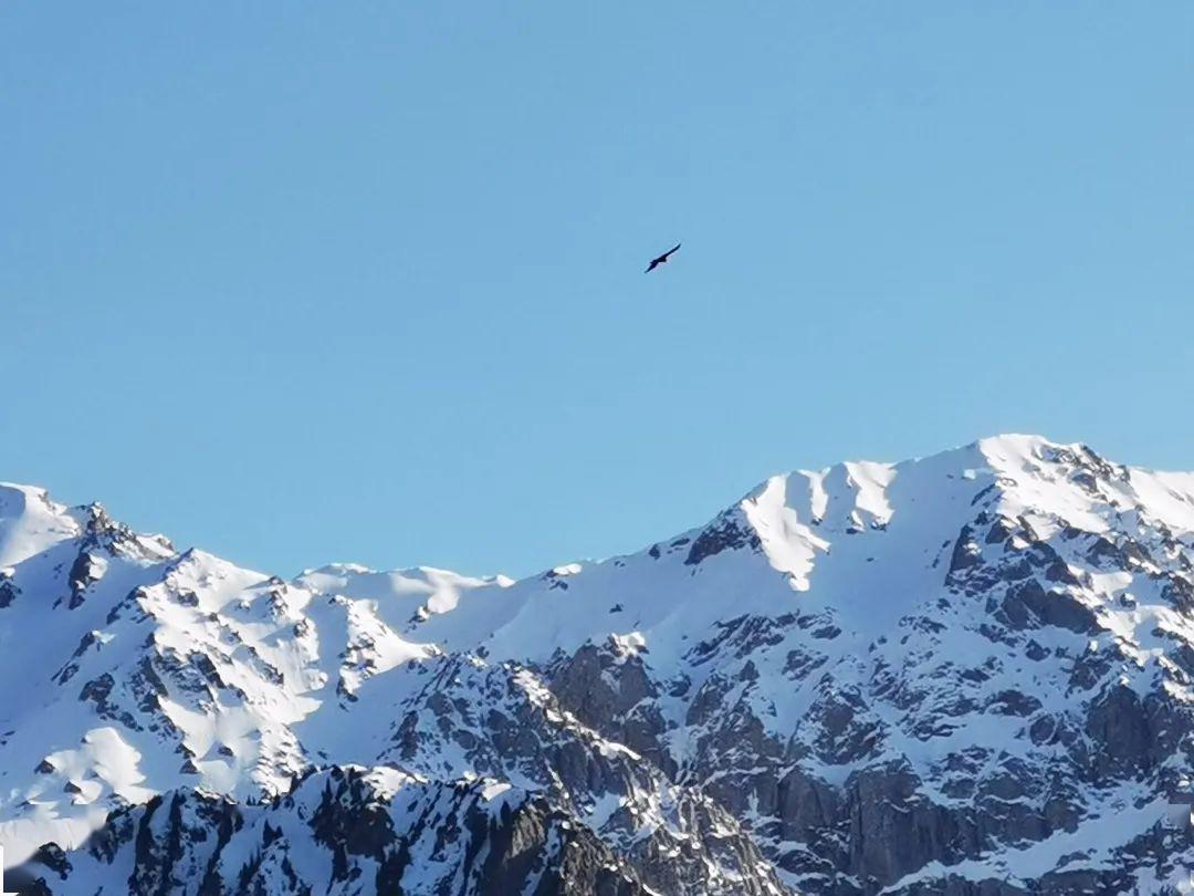 一只雄鹰尽情在天空中展翅翱翔,体会着与雪山擦肩而过的滋味,让人暂时