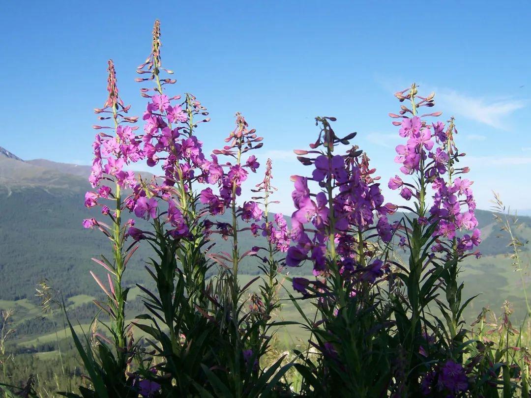 喜湿植物火烧草柳兰